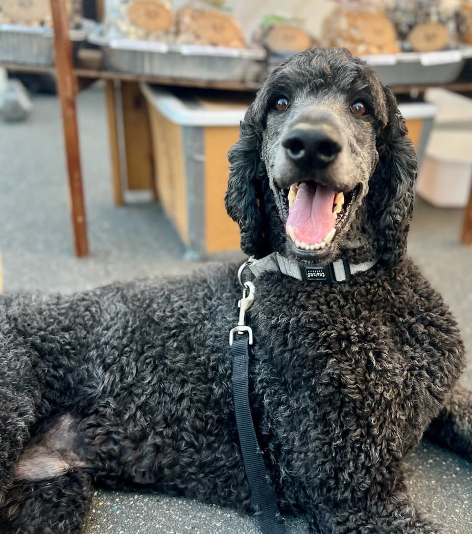 Facility dog in a professional setting