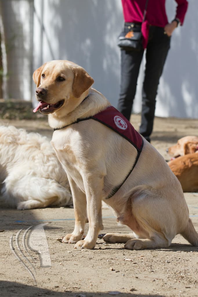 CST staff and service dog meeting with community member