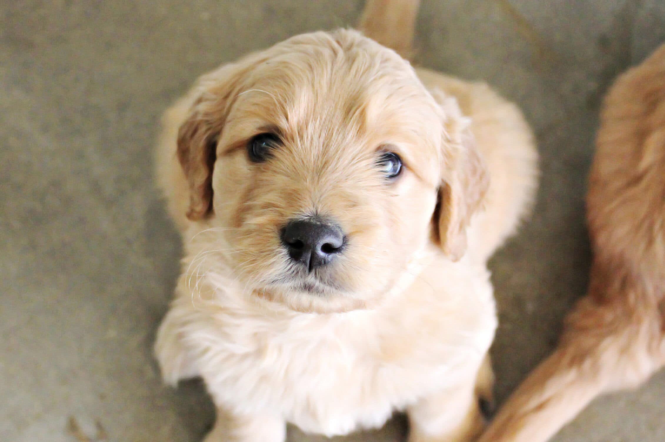 Canine Support Teams dogs and handlers during an outdoor event
