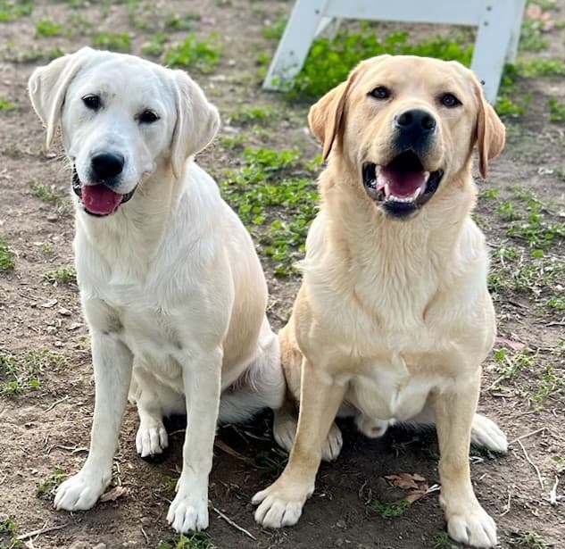 Service dog and handler training together in public
