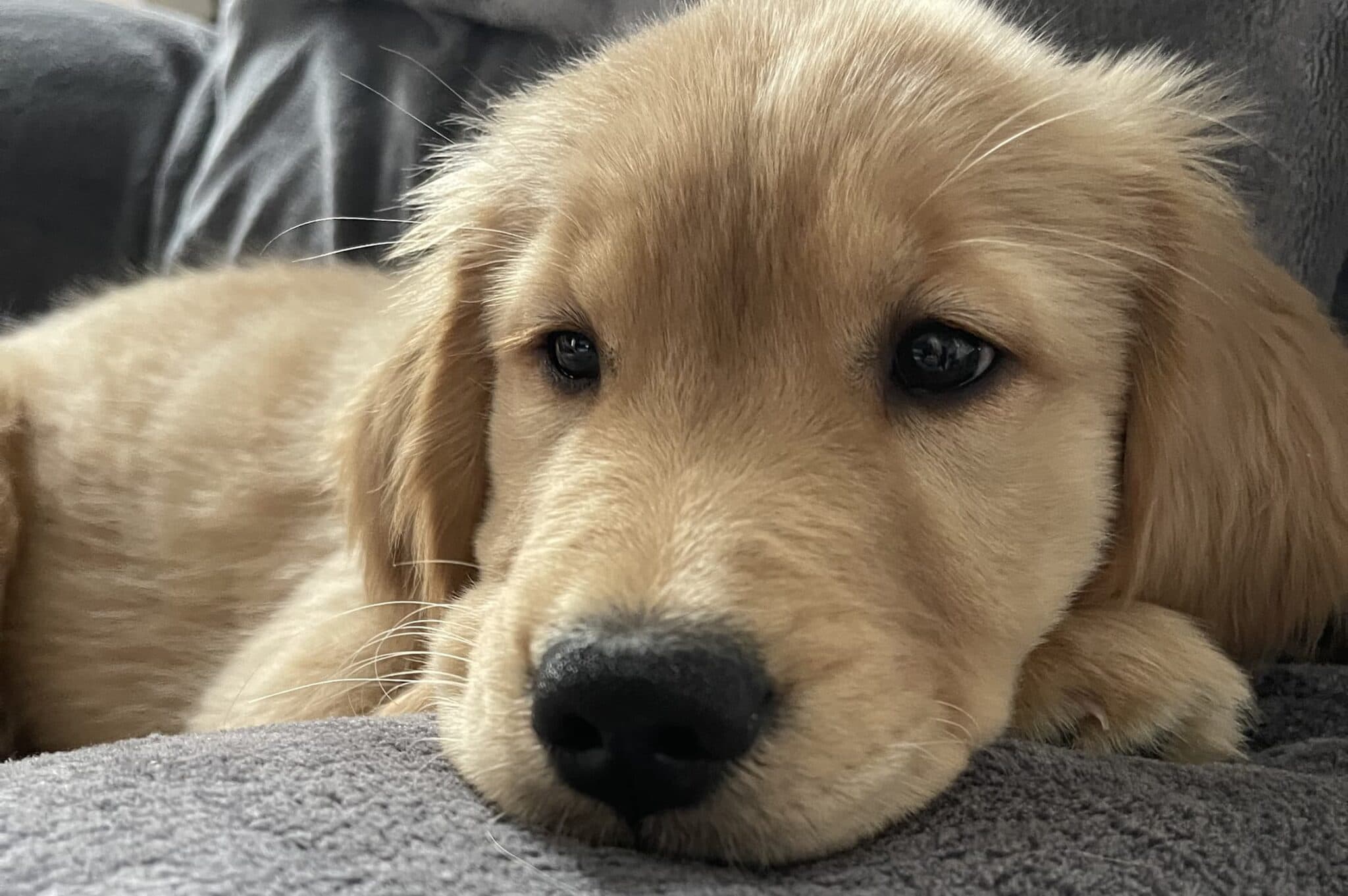 Puppy raisers training with young dogs