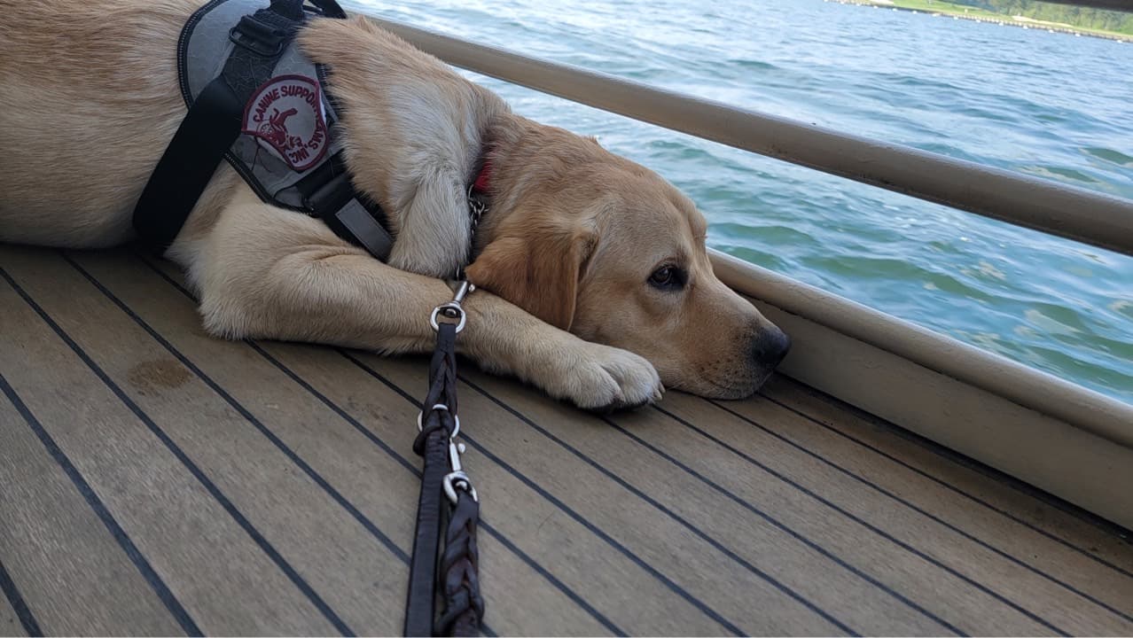 Service dog wearing training vest in a public setting