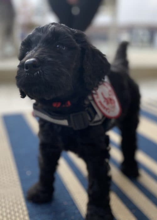 Supporter posing with a sponsored dog