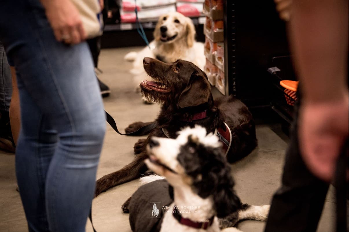 Canine Support Teams staff with dogs