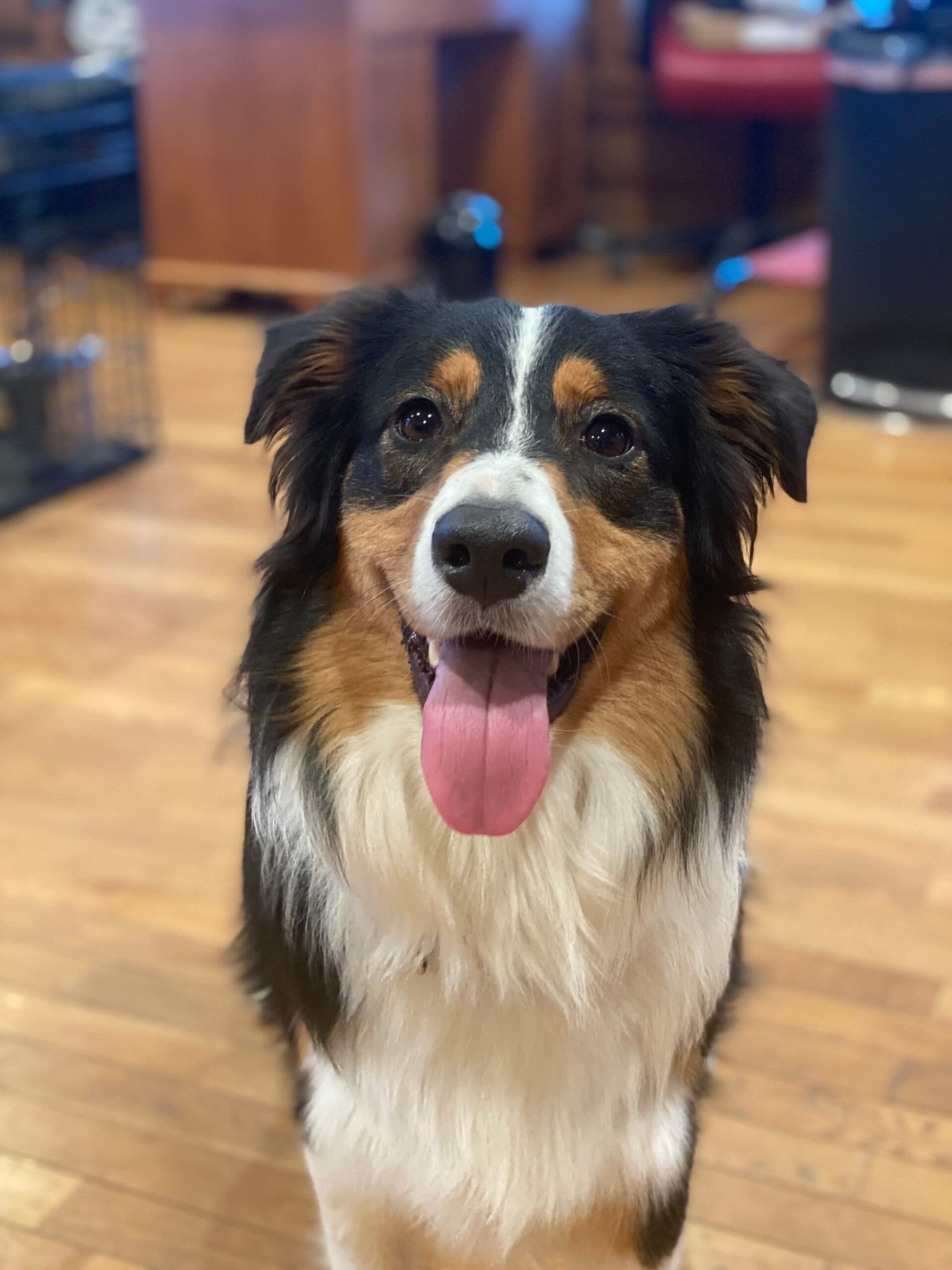 Community volunteers and service dogs at a CST event